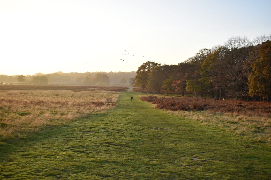 A construction site outdoors near Richmond Park showing a large muddy area with dark, moist soil and patches of water reflecting the clear blue sky. In the background, several yellow excavators and co
